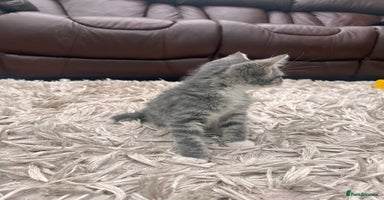 American Shorthair cats - Advert 9