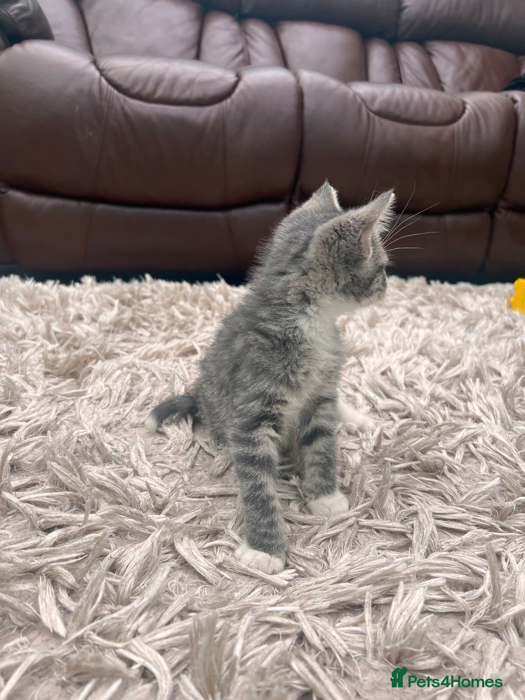 American Shorthair cats for sale: 3 Gorgeous and Playful Kittens Ready To Go - Image 3