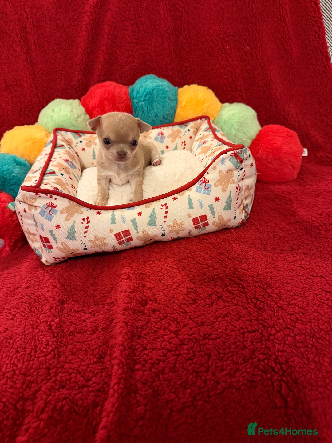 Chihuahua dogs for sale: Tiny apple head chihuahuas - Image 34