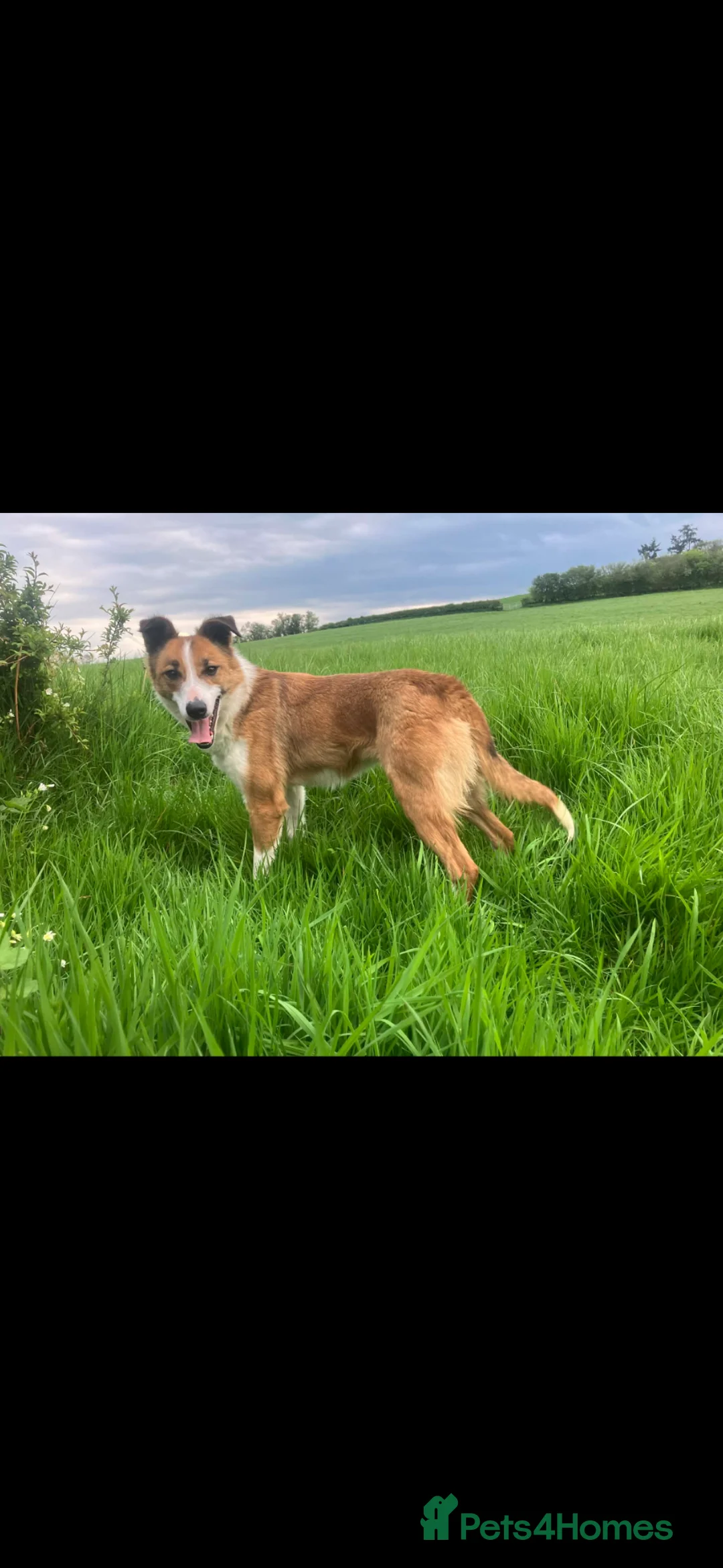 Welsh Collie dogs for sale: Welsh Collie Bitch  - Advert 2