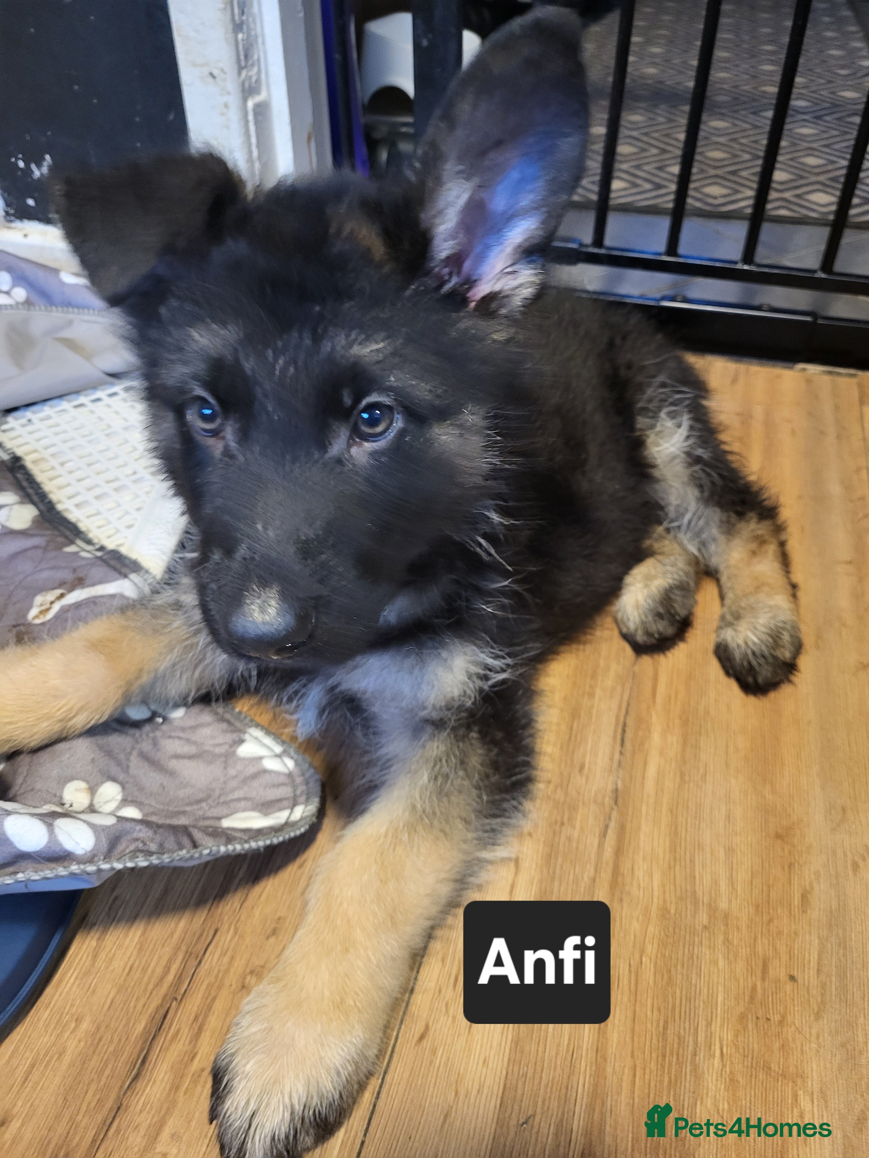 German Shepherd dogs German shepard puppies for sale - Advert 3