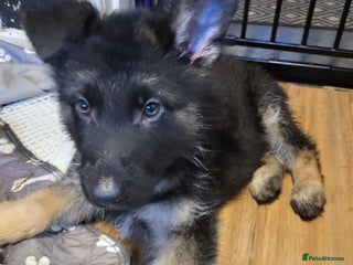 German Shepherd dogs German shepard puppies for sale - Advert 1