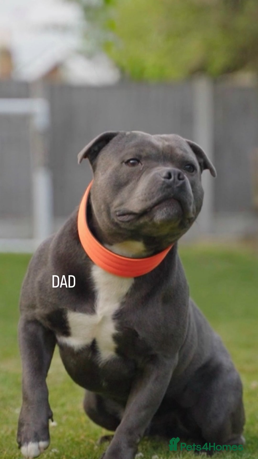 Staffordshire Bull Terrier dogs for sale: CHUNKY BLUE STAFFY PUPS - Advert 11