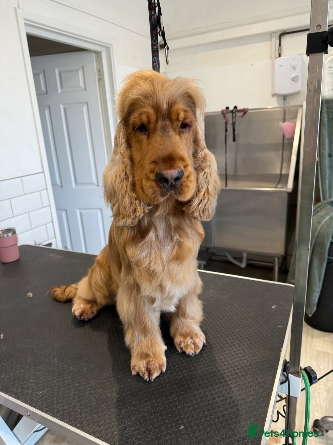 Cocker Spaniel dogs for stud: Gold Sable KC registered stud  - Advert 4
