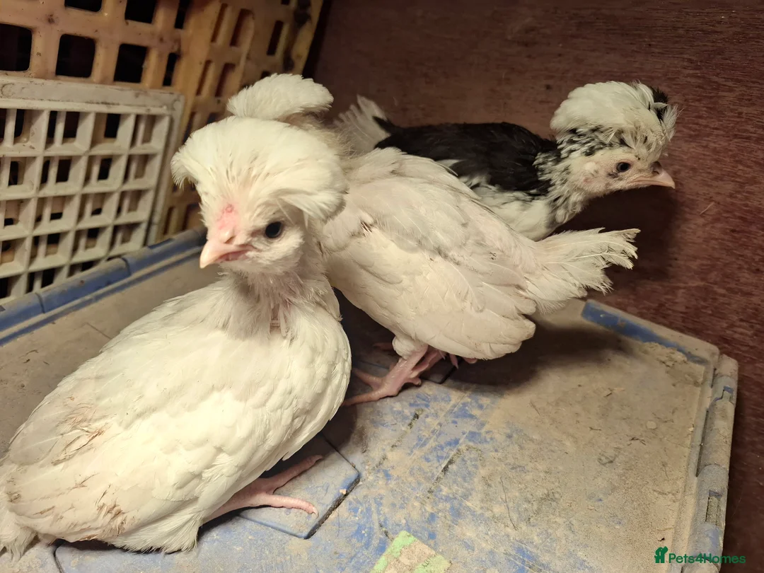 Chickens poultry for sale: Mottled Houdans chicks - Advert 4