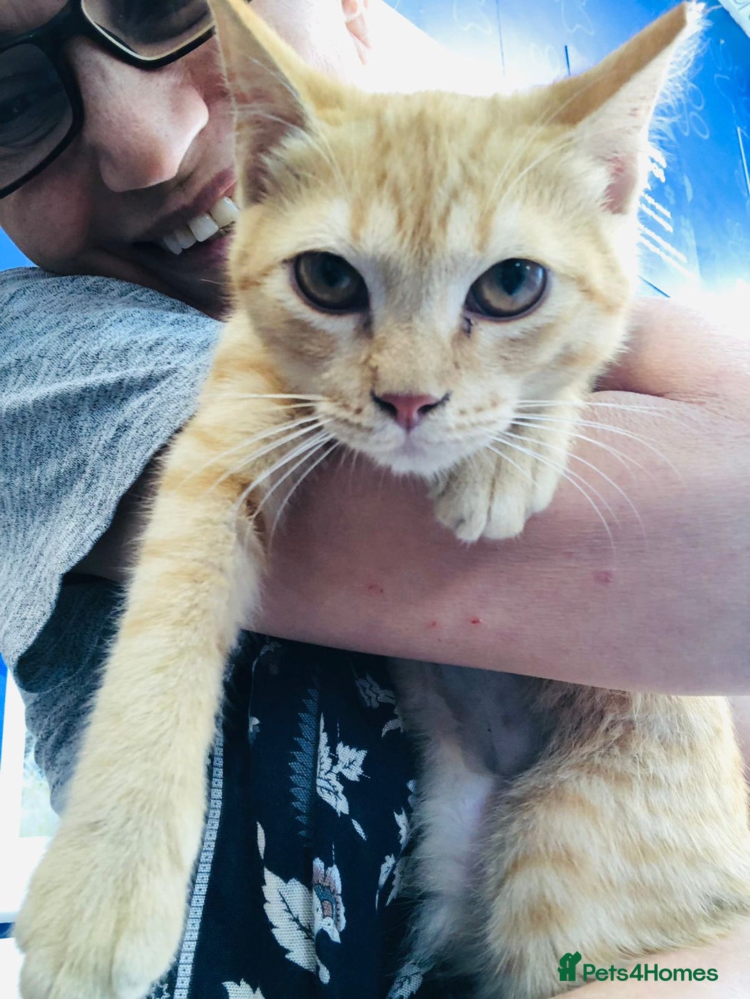 Mixed Breed cats for adoption: TIKI - RARE GINGER GIRL-FULL OF PERSONALITY & FUN  - Advert 2