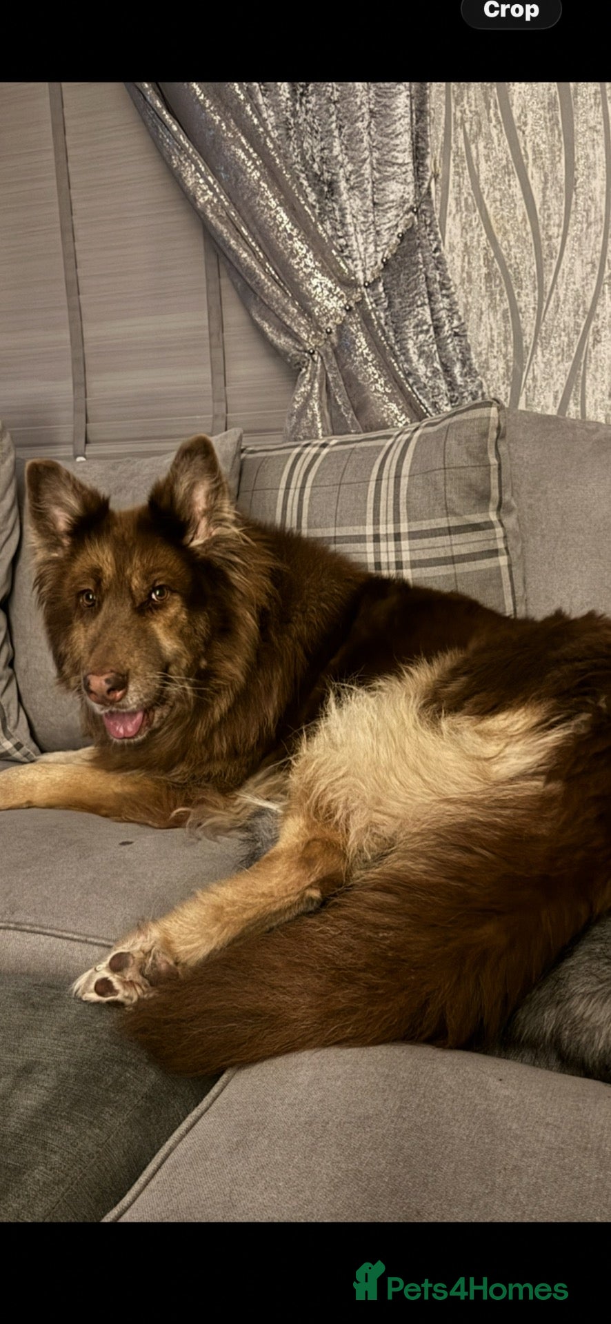 German Shepherd dogs Liver and tan female  - Advert 1