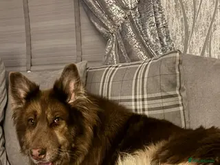 German Shepherd dogs Liver and tan female - Advert 1