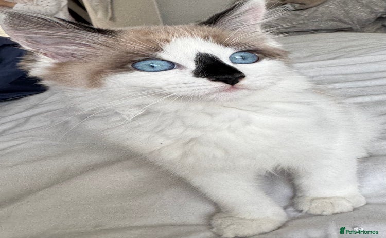 Ragdoll cats - Advert 11