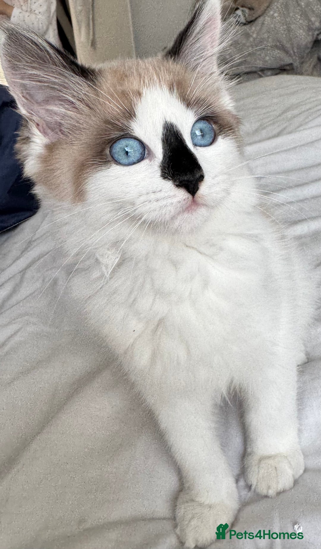 Ragdoll cats for sale: Beautiful Blue Ragdoll kitten for sale  - Image 1