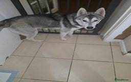 Utonagan dogs for sale: Make Huskey - Image 1