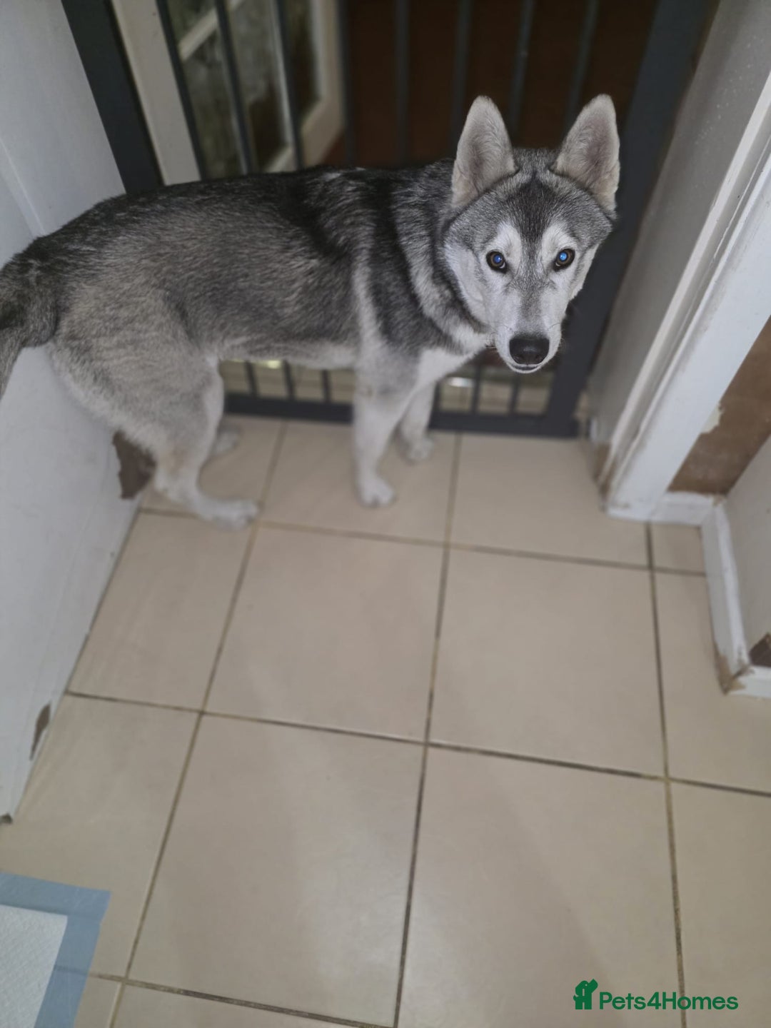 Utonagan dogs for sale: Make Huskey - Image 1