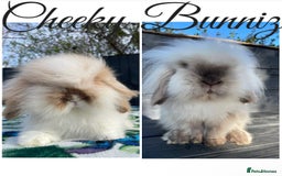 Mini Lion Lop rabbits for sale: Mini Lion Lop **Waiting List Now Open** - Image 2