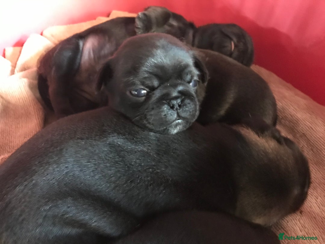 Pug dogs for sale: Platinum pug girls vaccinated Insured microchipped - Image 8