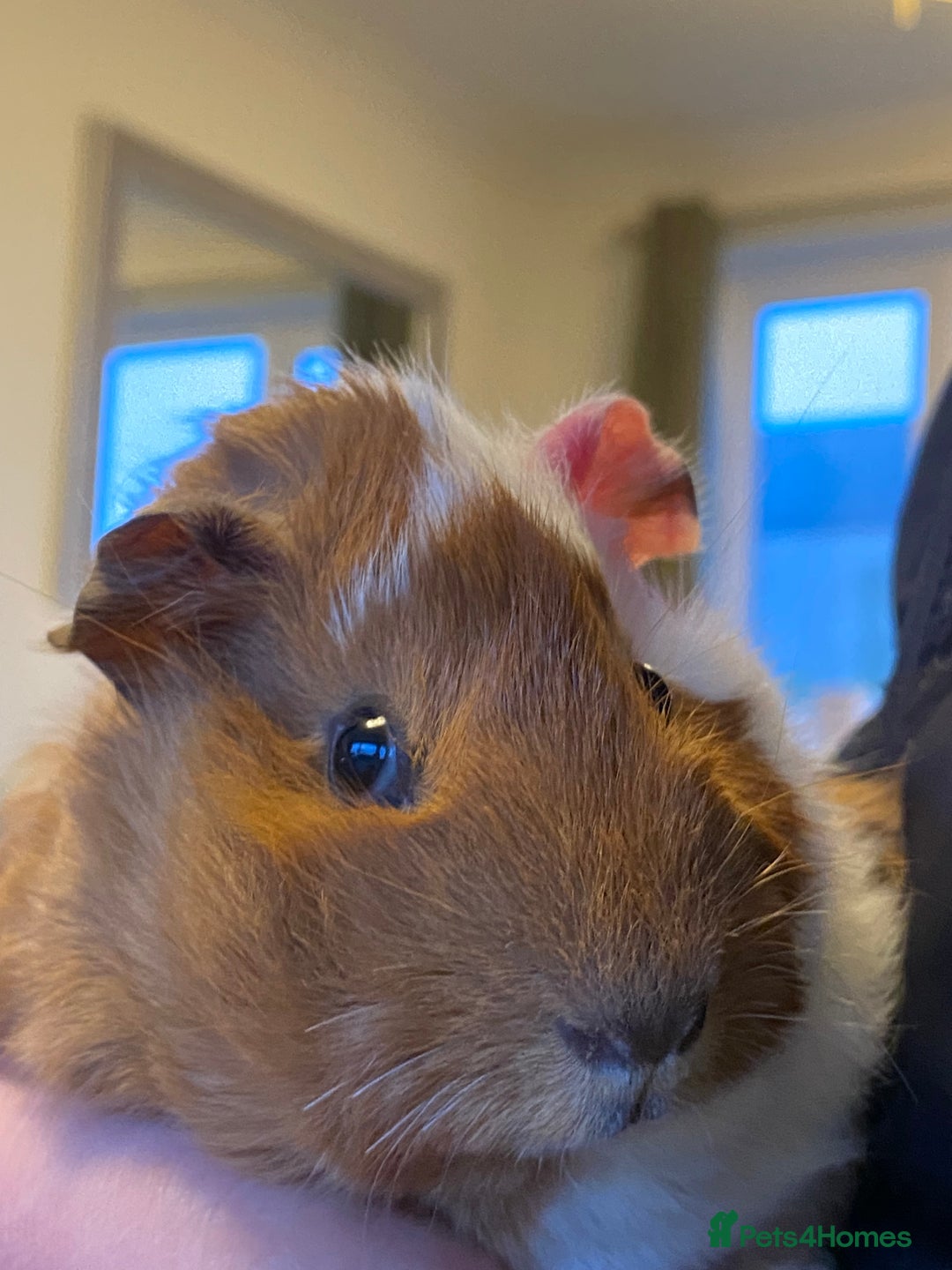 Guinea Pig rodents for sale: Female baby guinea pigs - Advert 8