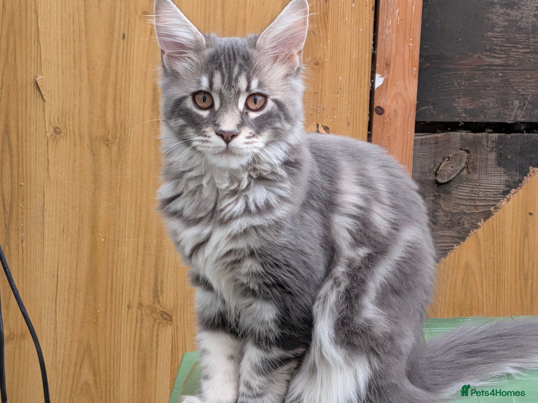 Maine Coon cats for sale: 3 Adorable Female Maine coon Kittens - Image 2