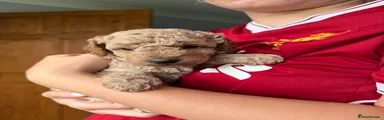 Cockapoo 2
