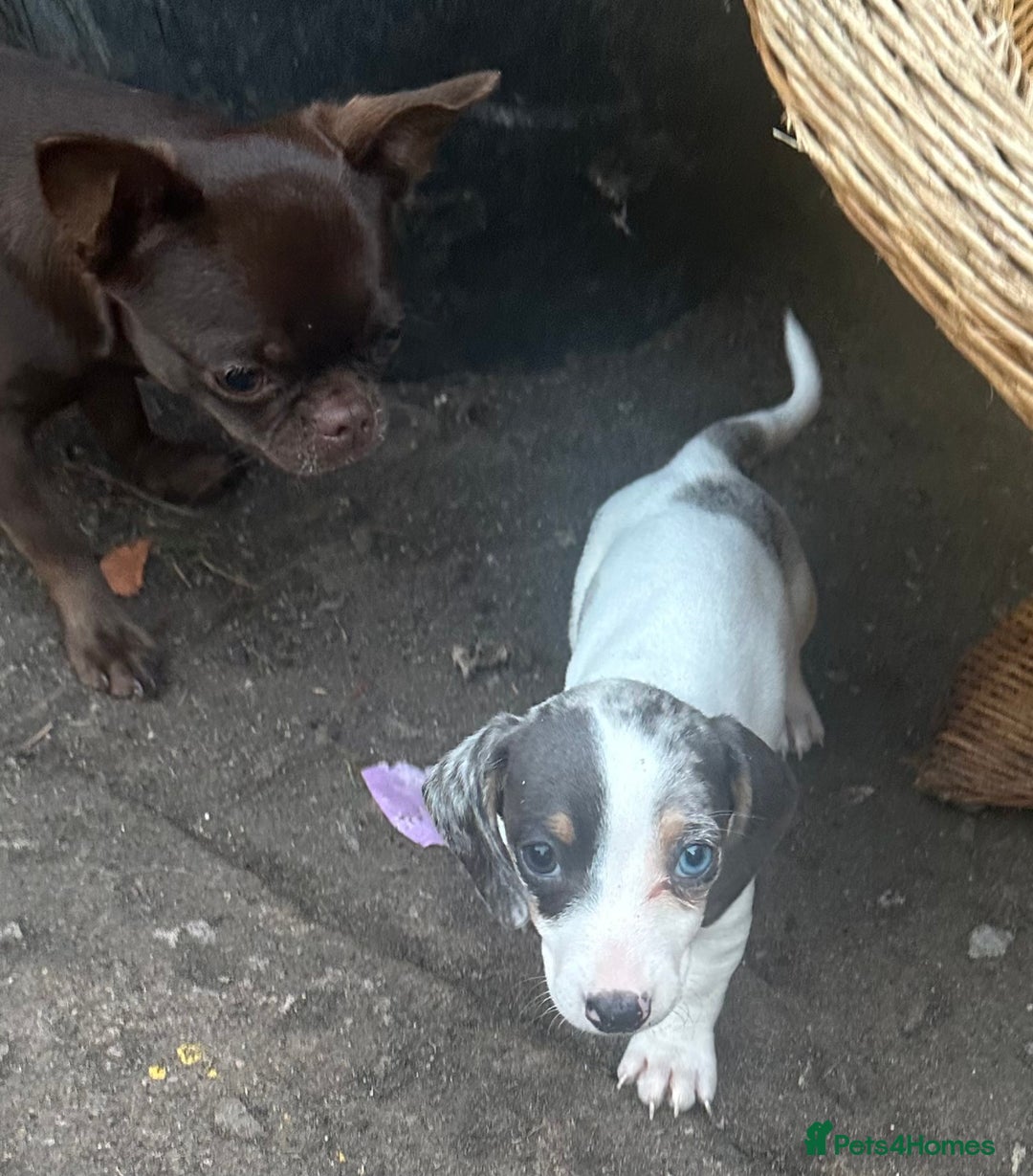 Miniature Dachshund dogs for sale: Miniature dachshund female - Image 6