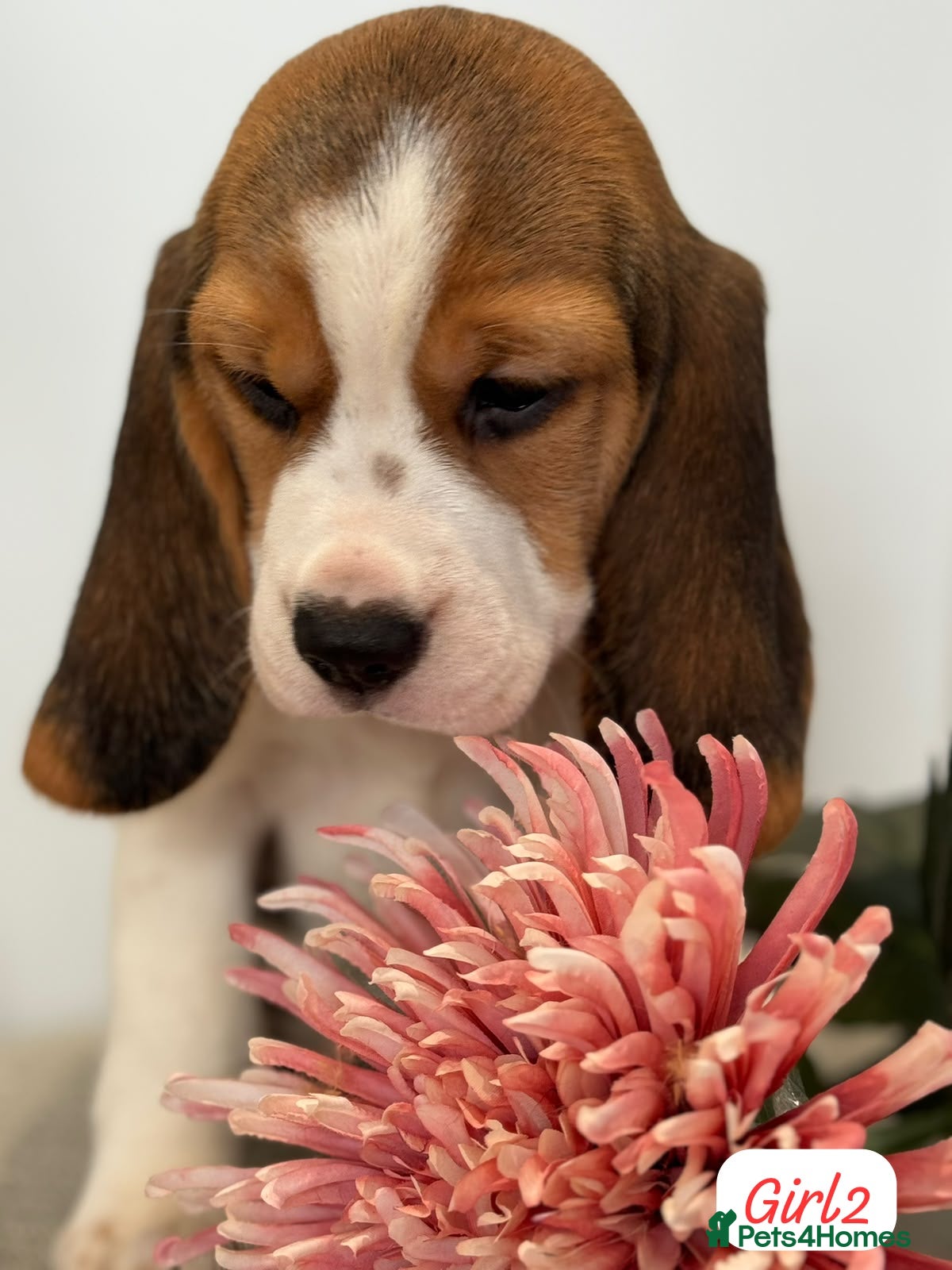 Beagle dogs ** Full pedigree beautiful beagles ** - Advert 7