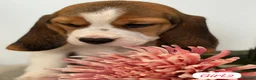 Beagle dogs for sale: ** Full pedigree beautiful beagles ** - Advert 1
