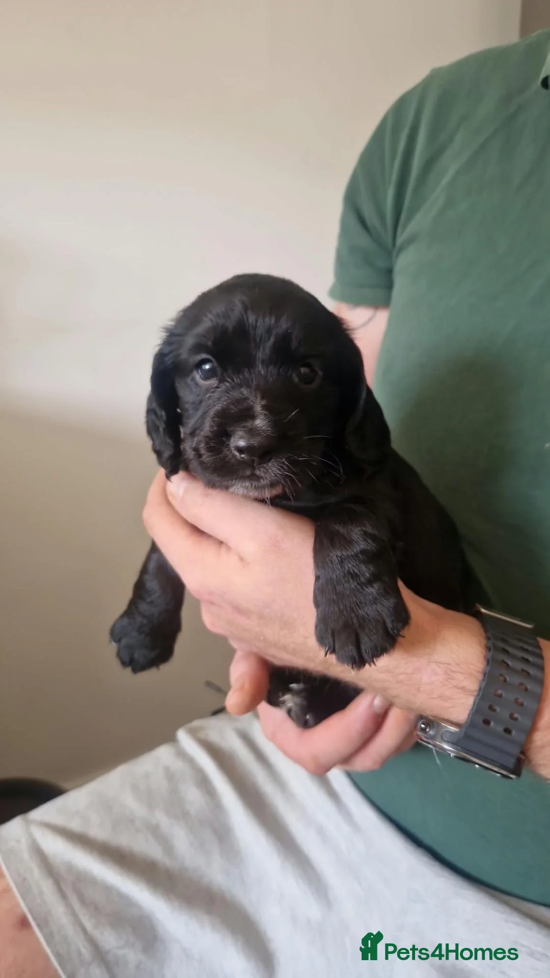 Cocker Spaniel dogs for sale: Black boy left - Advert 1