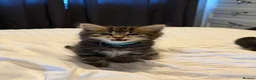 Mixed Breed cats for sale: BEAUTIFUL HOME REARED TABBY KITTENS ready 19/08/26 - Advert 4