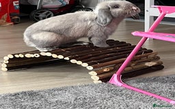 Mini Lop rabbits for sale: Male purebred mini lop - Image 4