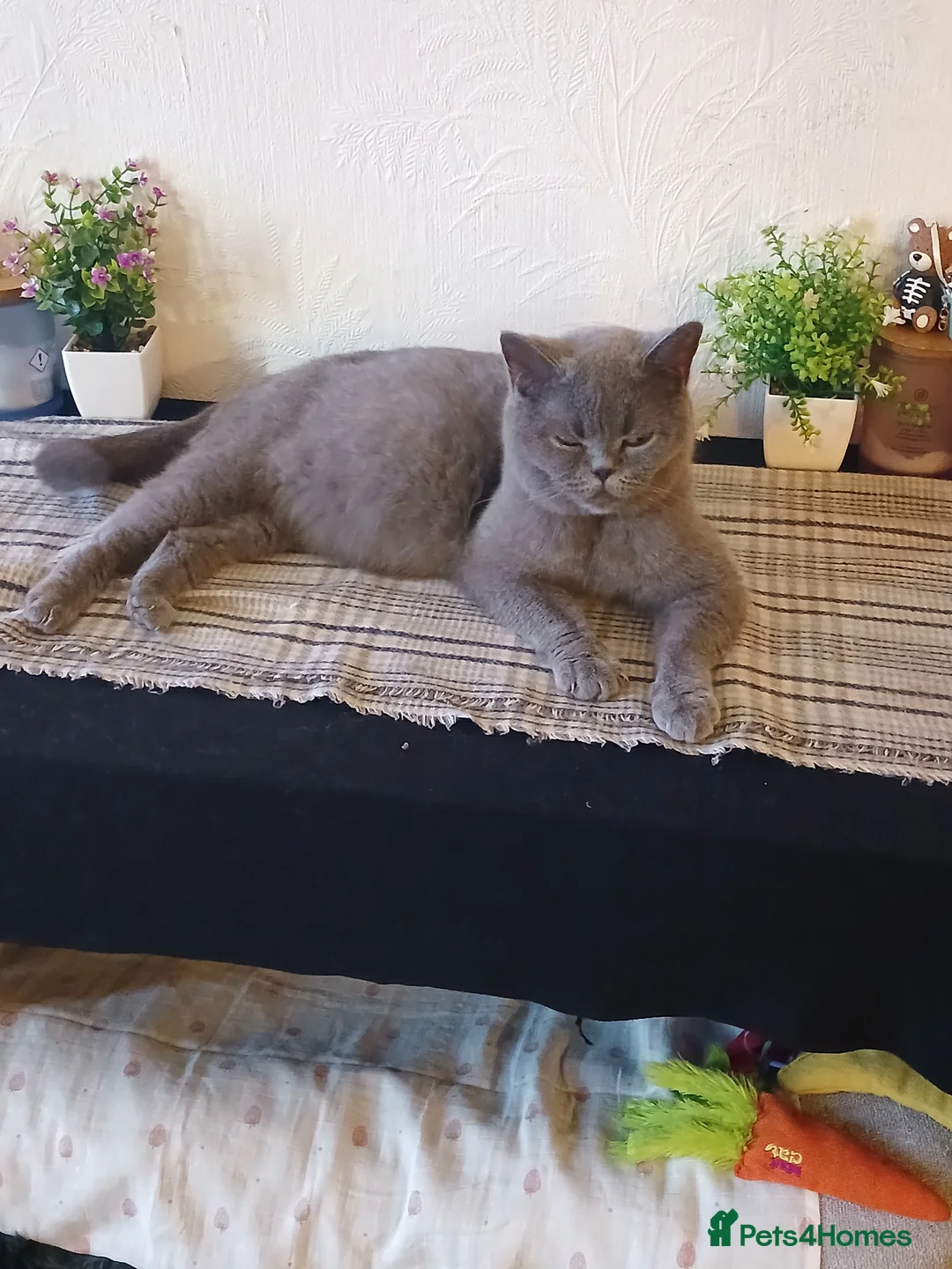 British Shorthair cats for sale: British blue X kittens for sale  - Advert 1
