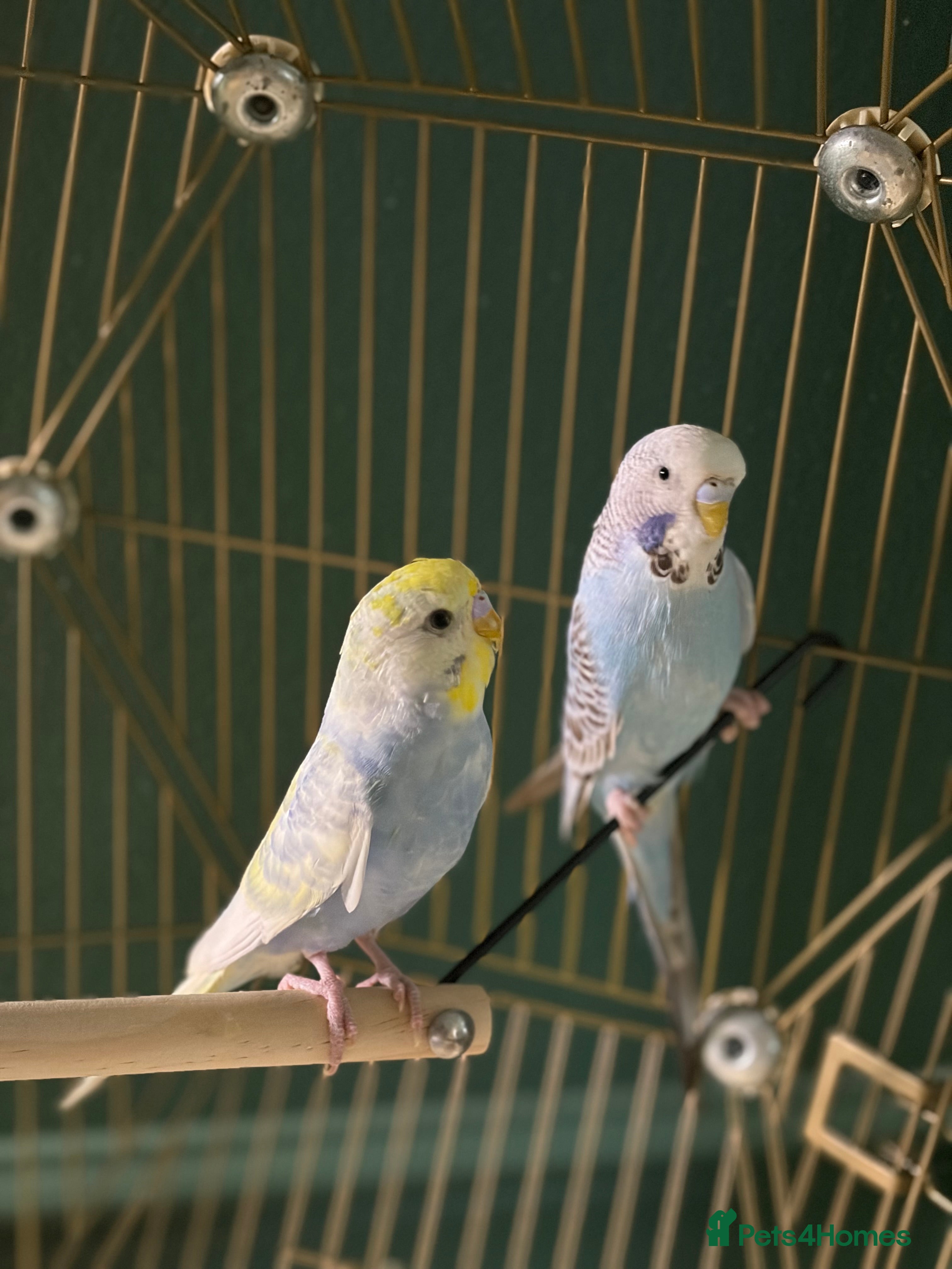 Budgerigars birds Two budgies  - Advert 1