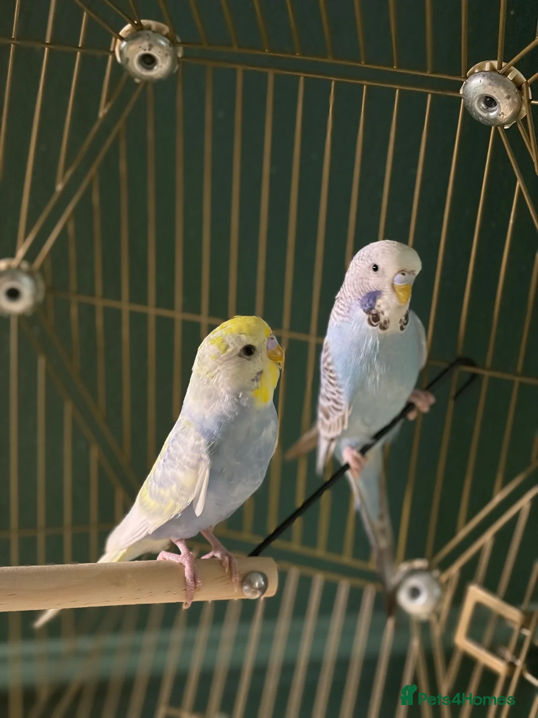 Budgerigars birds for sale: Two budgies  - Advert 1