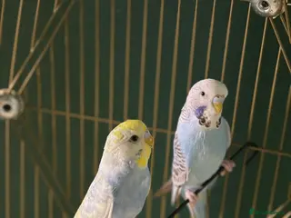 Budgerigars birds Two budgies - Advert 1