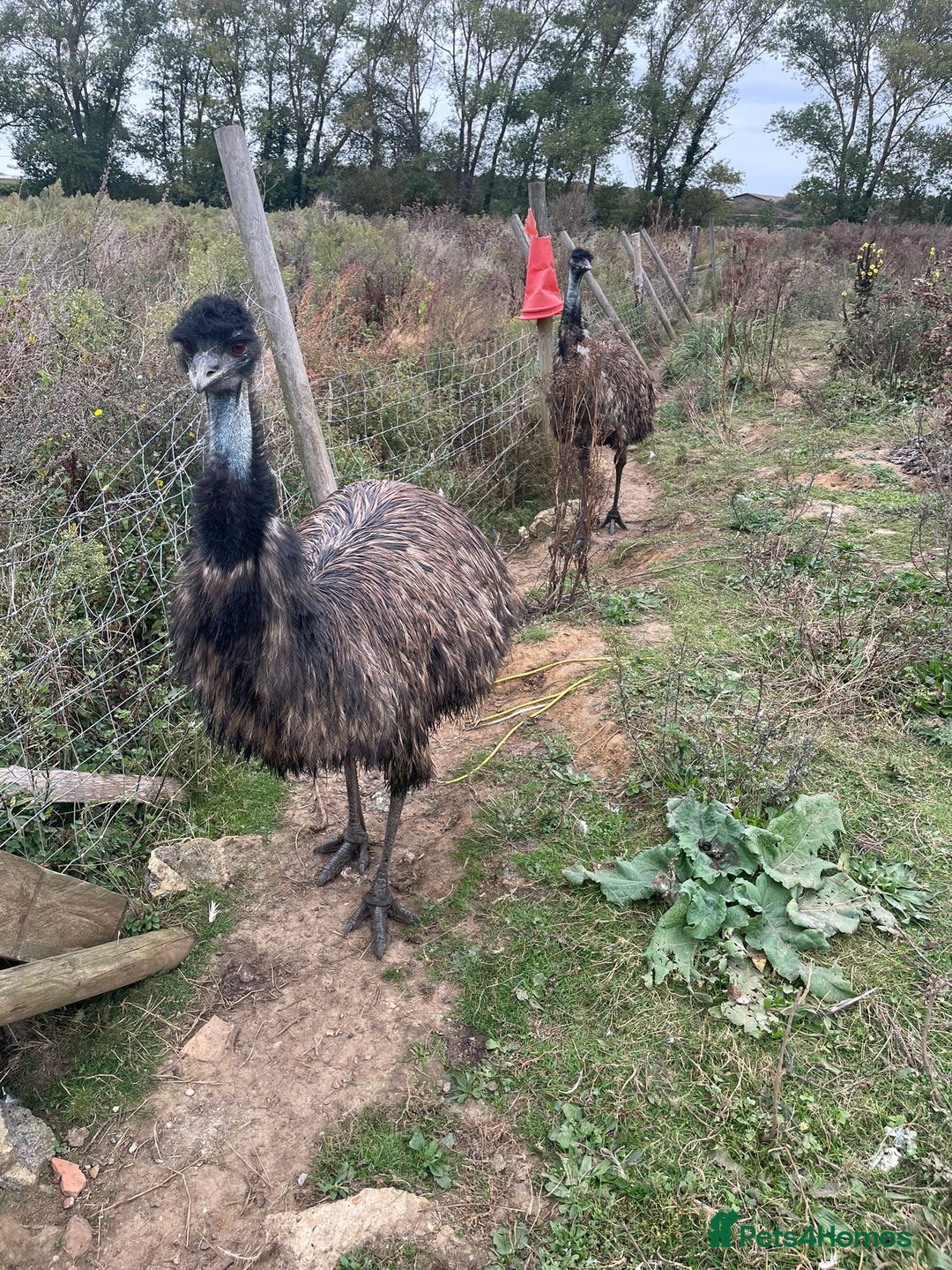 Emus poultry for sale: Emus for sale - Image 3