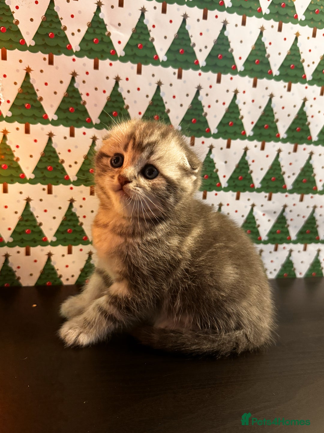 Scottish Fold cats for sale: 4 Beautiful Scottish Fold Kittens - Advert 2