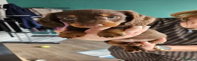 Dachshund 4