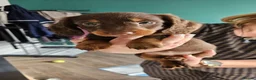 Dachshund dogs for sale: Dachshund puppies  - Advert 19