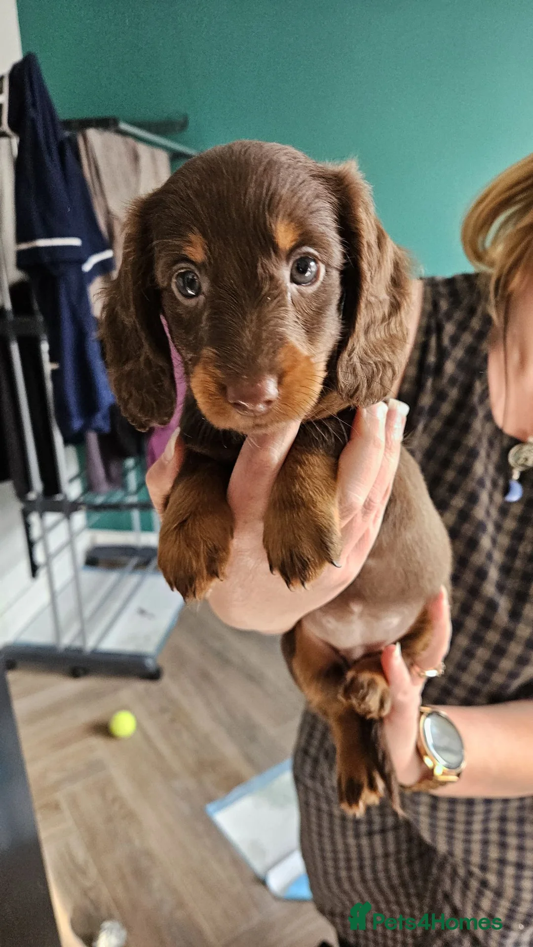 Dachshund dogs for sale: Dachshund puppies  - Advert 19