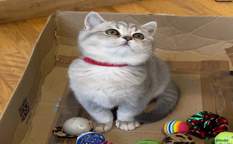 British Shorthair cats - Advert 8