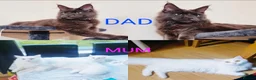 Maine Coon cats for sale: Maine Coon  - Advert 16
