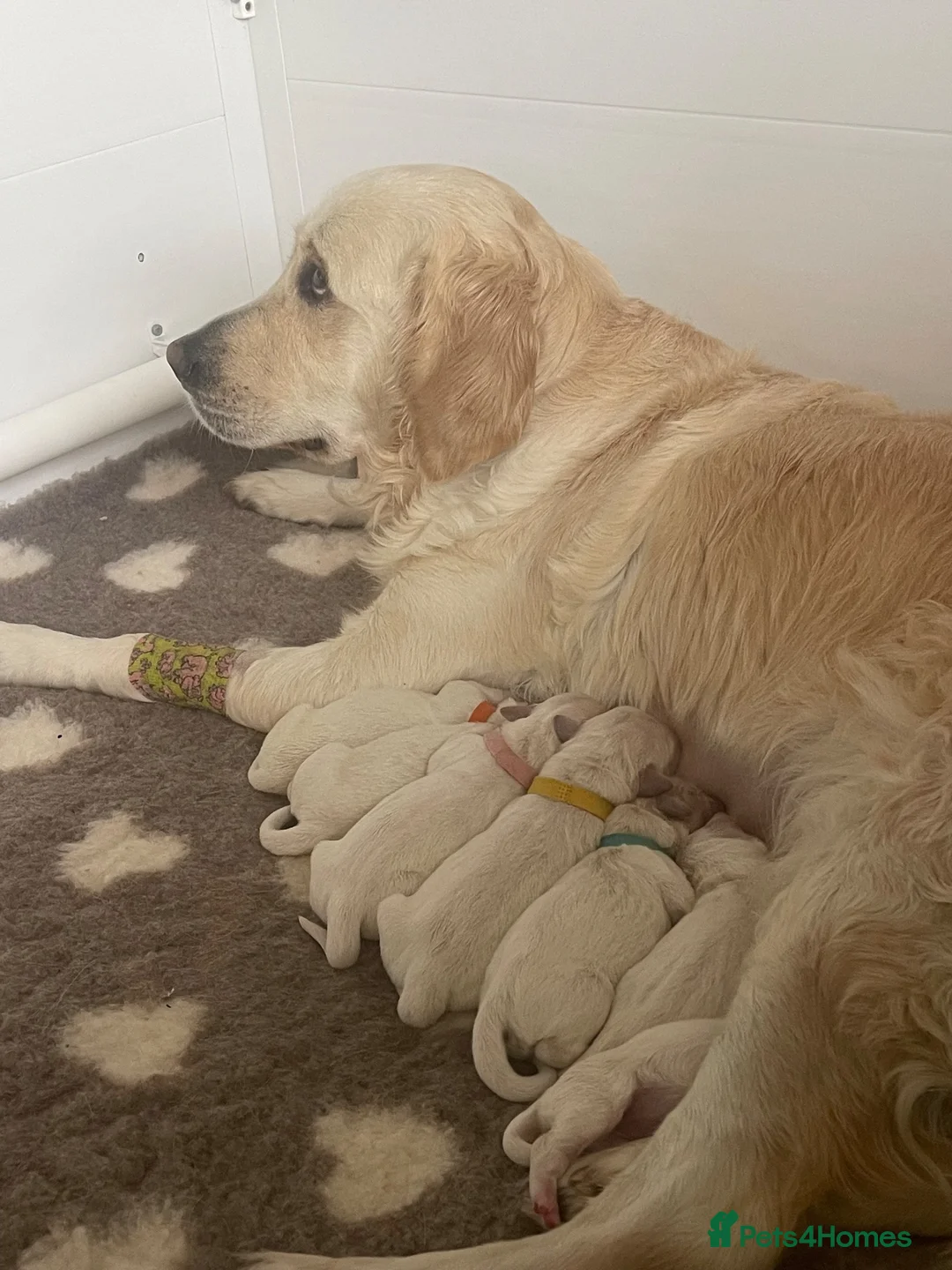 Golden Retriever dogs for sale: Light cream golden retrievers  - Advert 1