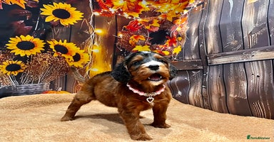 Cockapoo dogs - Advert 11