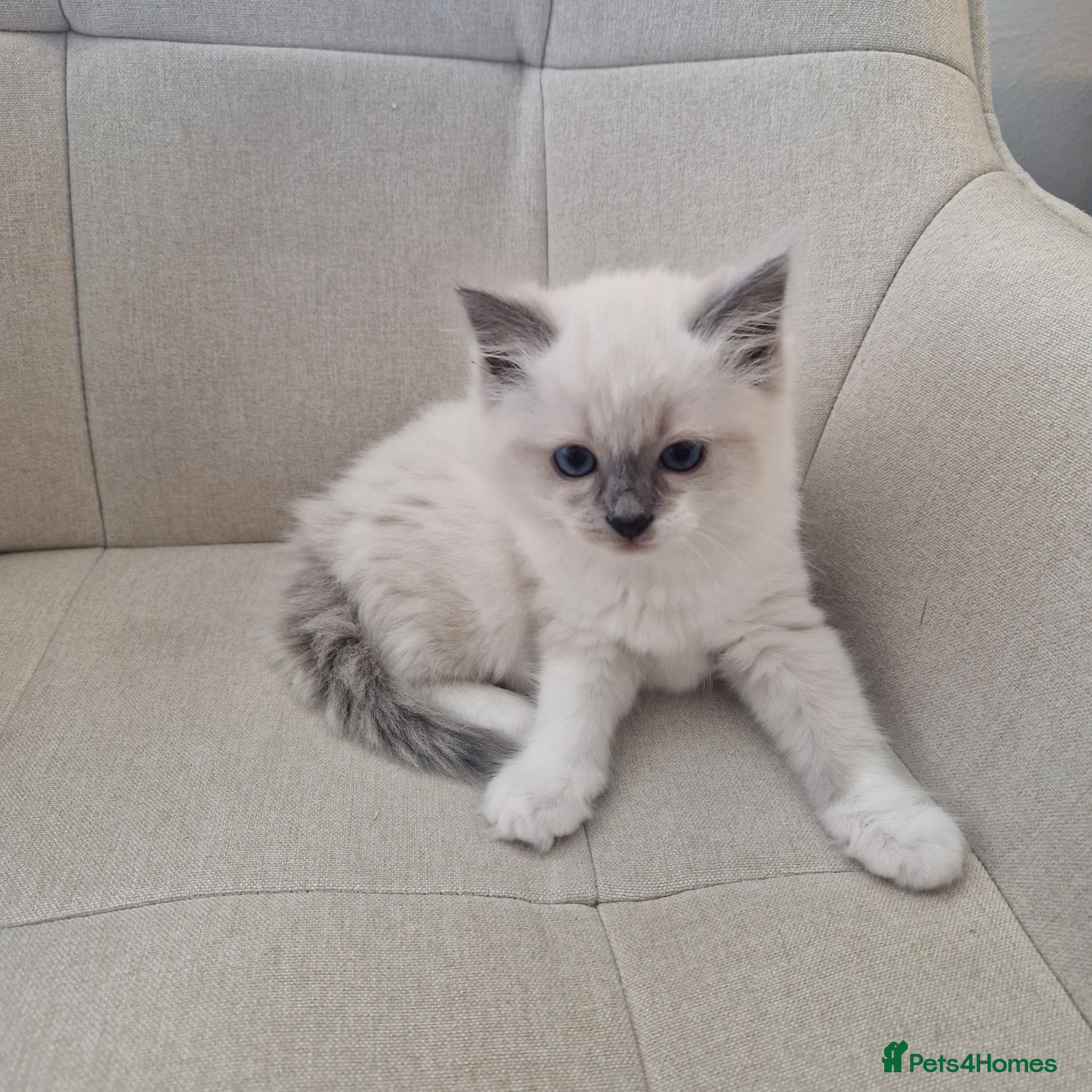 Ragdoll cats 💜 Pure Blue Mitted Female Ragdoll; Ready 2nd July - Advert 2