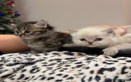 Himalayan cats for sale: Himalayan Persian and ragdoll mix  - Advert 3