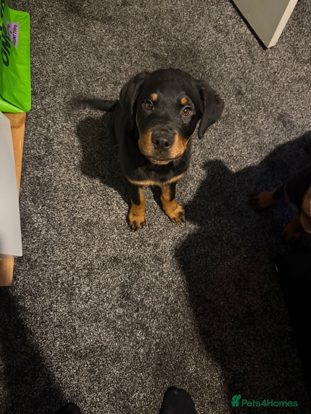 Rottweiler dogs for sale: Beautiful 3/4 Rottweiler 1/4 sharpei boy for sale  - Advert 5