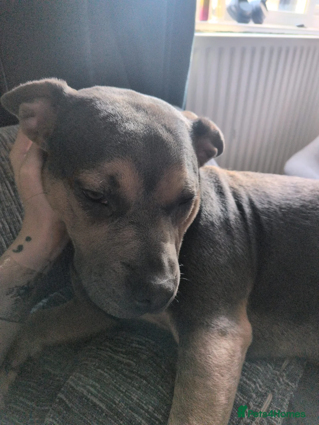 Mixed Breed dogs for sale: Skye  7 month  mix breed  beautiful dog - Advert 2