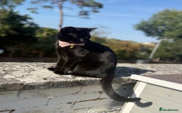 British Shorthair cats for sale: Female cat looking for loving home  - Image 1