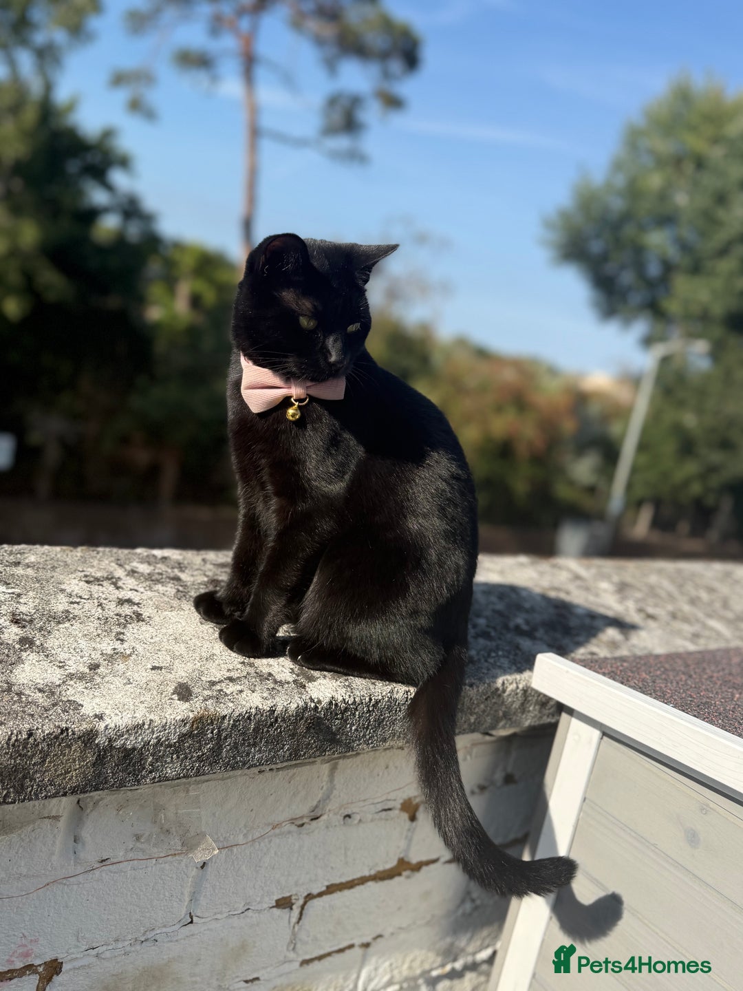British Shorthair cats for sale: Female cat looking for loving home  - Image 1