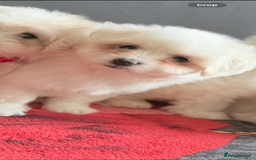 Maltese dogs for sale: Maltese pups/dogs/puppies  - Image 15