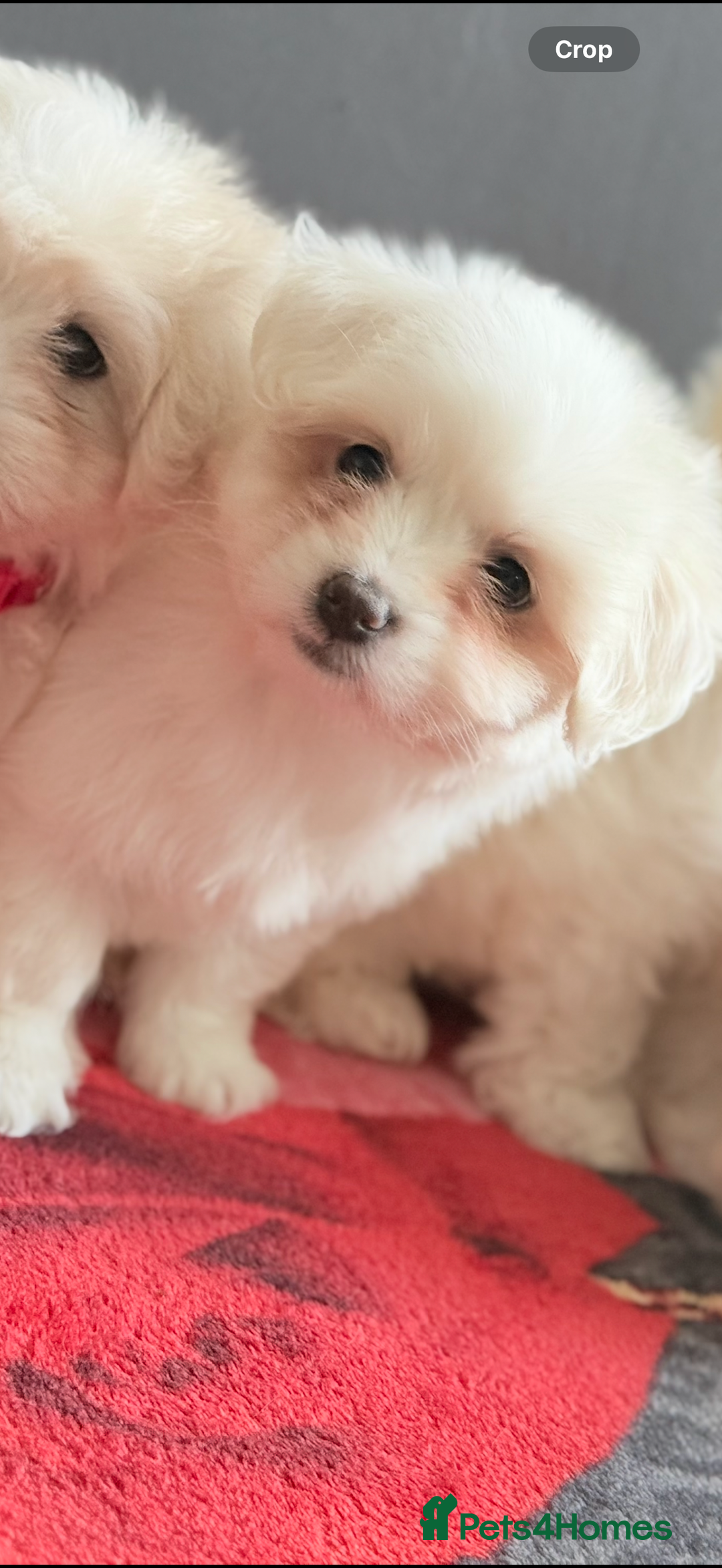 Maltese dogs for sale: Maltese pups/dogs/puppies  - Image 15