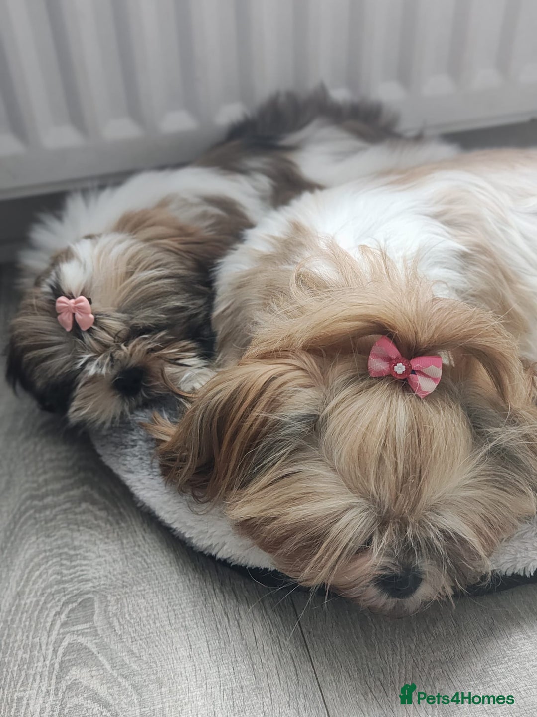 Shih Tzu dogs for sale: 🐶Shih tzu puppies for sale 🐶 1 girl💚 left - Image 4