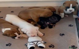 Boxer dogs for sale: Quality litter of boxer puppies - Advert 10